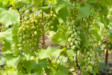 Similar image 1889328