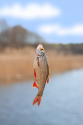 Similar image 1902214