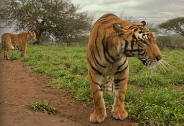 Similar image 1903453