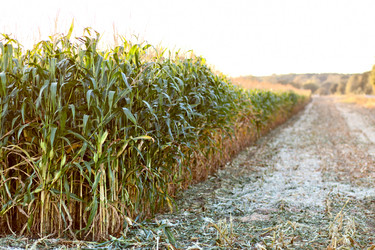 Similar image 1907659