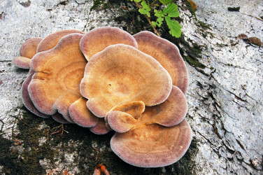 Similar image 1914475