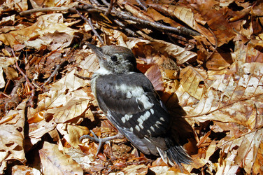 Similar image 1914527