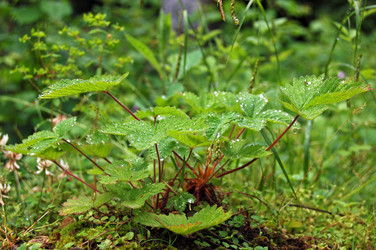 Similar image 1914548