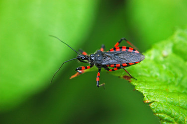 Similar image 1914549