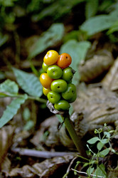 Similar image 1914748