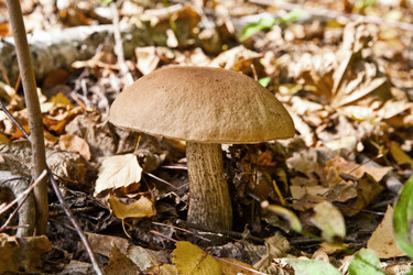 Similar image 1927515