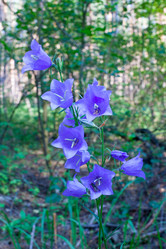 Similar image 1927537