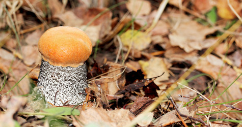 Similar image 1941910