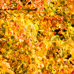 Similar image 1942866