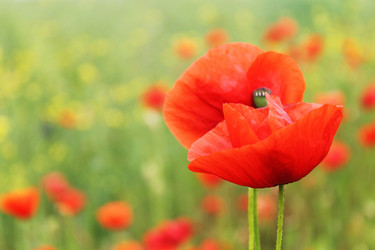 Similar image 1973083