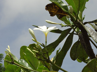 Similar image 1974287