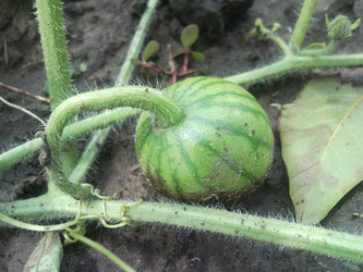 Similar image 1982346