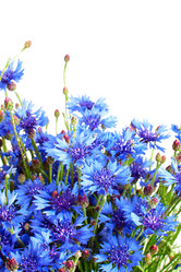 Similar image 1982686