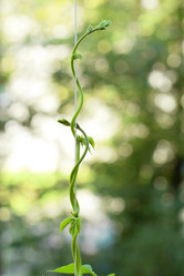 Similar image 1982694