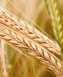 Similar image 1982781