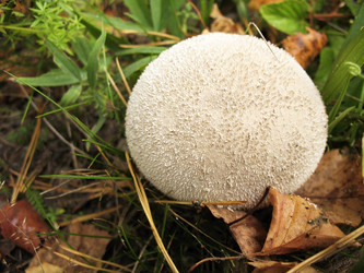 Similar image 1995955