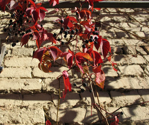 Similar image 1997596