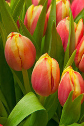 Similar image 2007533