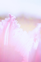 Similar image 2009900