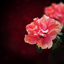 Similar image 2023989