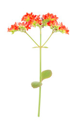 Similar image 2025192