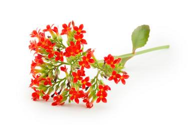 Similar image 2025194