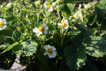 Similar image 2032027