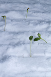 Similar image 2062385