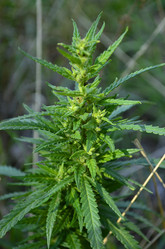 Similar image 2068199