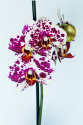 Similar image 2074264