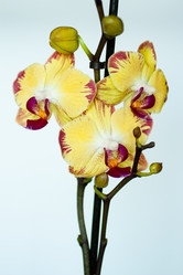 Similar image 2074266