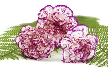 Similar image 2104907