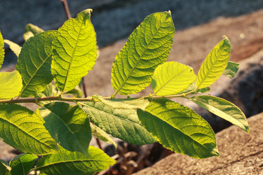 Similar image 2114778