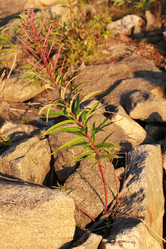 Similar image 2114801