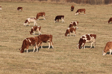 Similar image 2115112