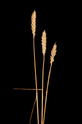 Similar image 2115209