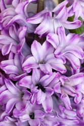 Similar image 2115286