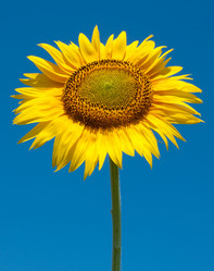 Similar image 2115291