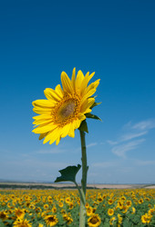 Similar image 2115292