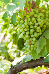 Similar image 2115299