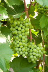 Similar image 2115321