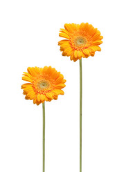 Similar image 2115365