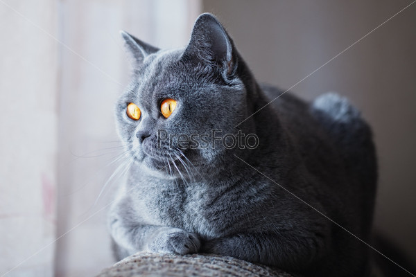 Фотография на тему Серая британская кошка с желтыми глазами лежит рядом с  окном | PressFoto