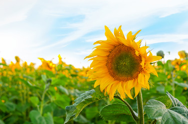 Similar image 2125794