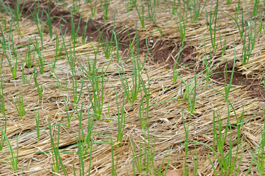 Similar image 2145271