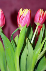 Similar image 2160502