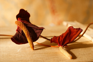 Similar image 2161395