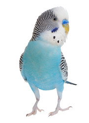 Similar image 2164173