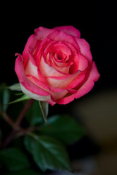 Similar image 2164525