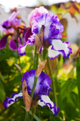 Similar image 2164529